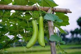 Bottle gourd