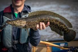 Great snakehead