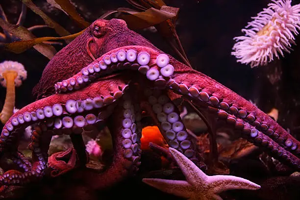 octopus