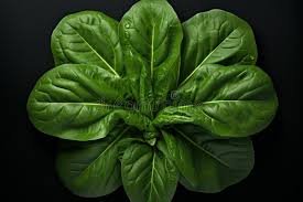 Spinach leaves