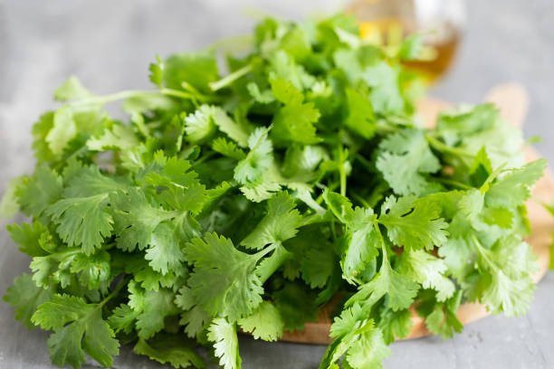 coriander